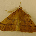 Feathered thorn