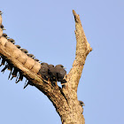 Ashy Woodswallows