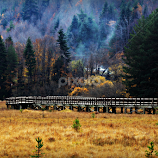 Autumn Meadow by Tamsin Carlisle -  