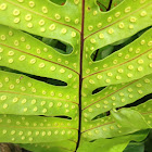 Maile-scented Fern, Laua'e