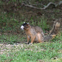 Bachman's Fox Squirrel