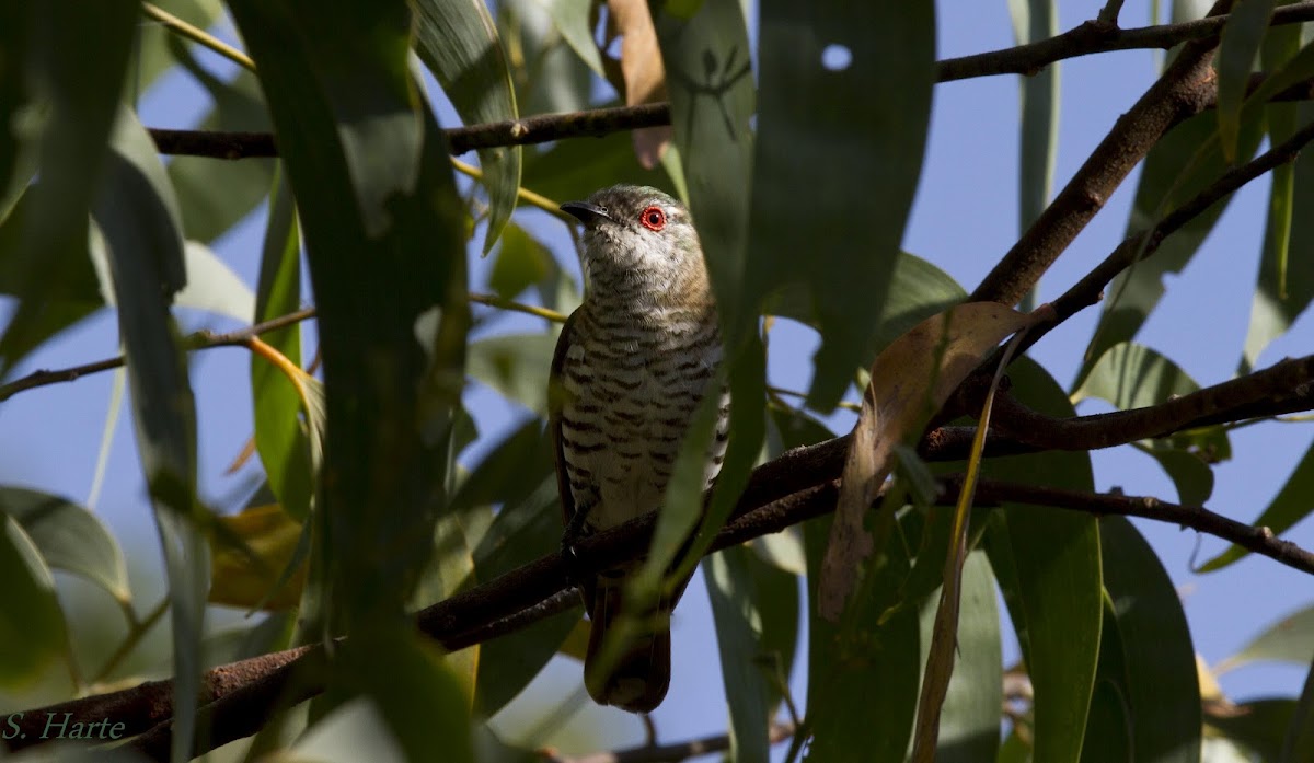 Gould's Bronze-Cuckoo