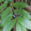Black Orchard Spider