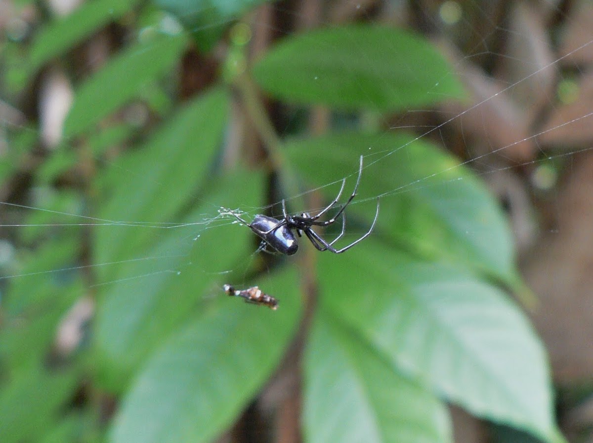 Black Orchard Spider