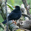 Indian Blackbird - Male