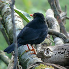 Indian Blackbird - Male