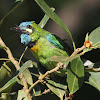 Blue eared Barbet