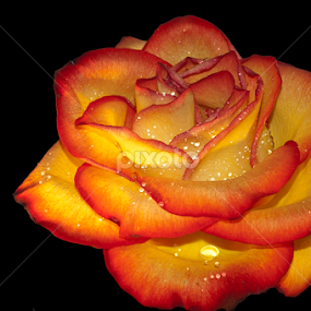 Rose of Fire by Hu Mi - Flowers Single Flower