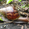 African Land Snail