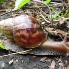 African Land Snail