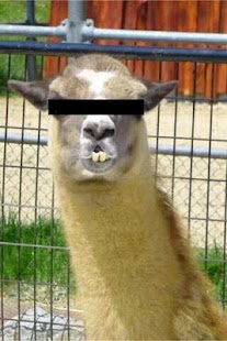 Free Download 肖像権 APK