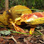 Red Cracking Bolete