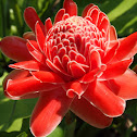 Torch ginger