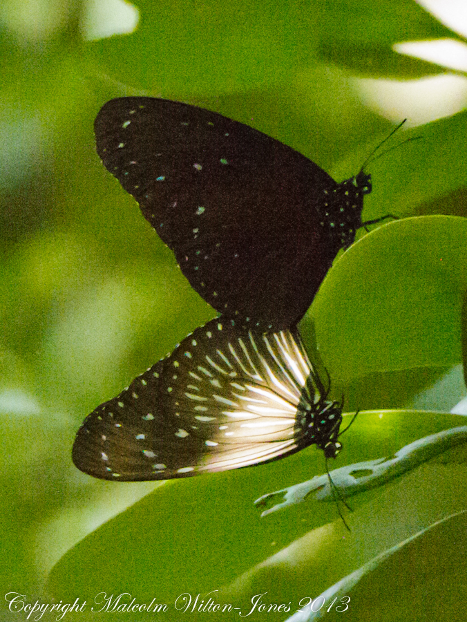 Striped Blue Crow Butterfly
