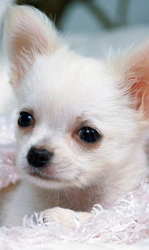 Chihuahuas Wallpapers