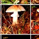 Mushrooms!