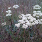 Buckwheat 