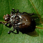 Louse fly