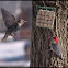 Red Bellied Woodpecker & European Starling