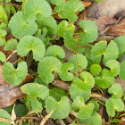 Indian Pennywort, 雷公根, 蚶壳草