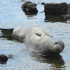 Hawaiian Monk Seal