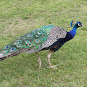 Peacock