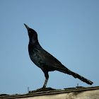 Boat-tailed Grackle (male)