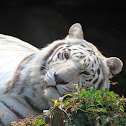 White Tiger (Indian Tiger)