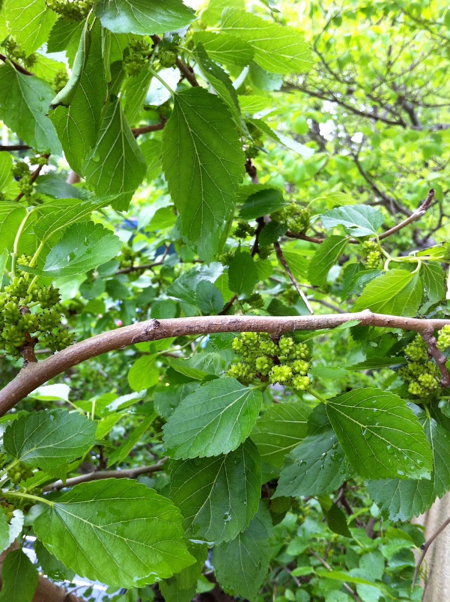 White Mulberry Tree and Fruit