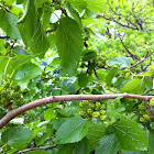 White Mulberry Tree and Fruit