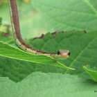 brown tree snake