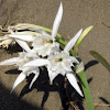 Sand Lily