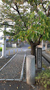 津島神社遷宮桜 / Cherry tree of the Tushima shrine