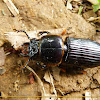 Patent-leather beetle or "Jerusalem beetle"