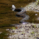 Brown Water Snake