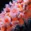 Club-tipped anemone