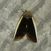 Fruit Piercing Noctuid Moth