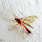 Ichneuman Wasp(Female)