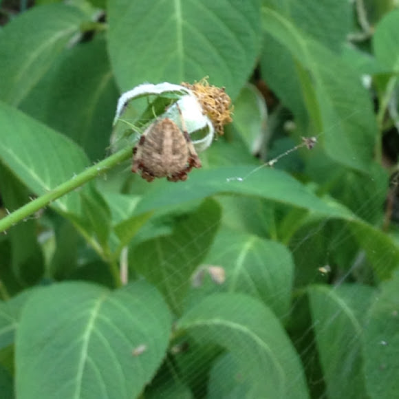 Barn Spider Project Noah