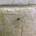 Daddy-long-legs Spider