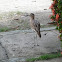 Double-striped Thick-knee