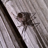Wheel Bug/ Assassin Bug