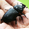 Coconut Rhinoceros Beetle (Male)