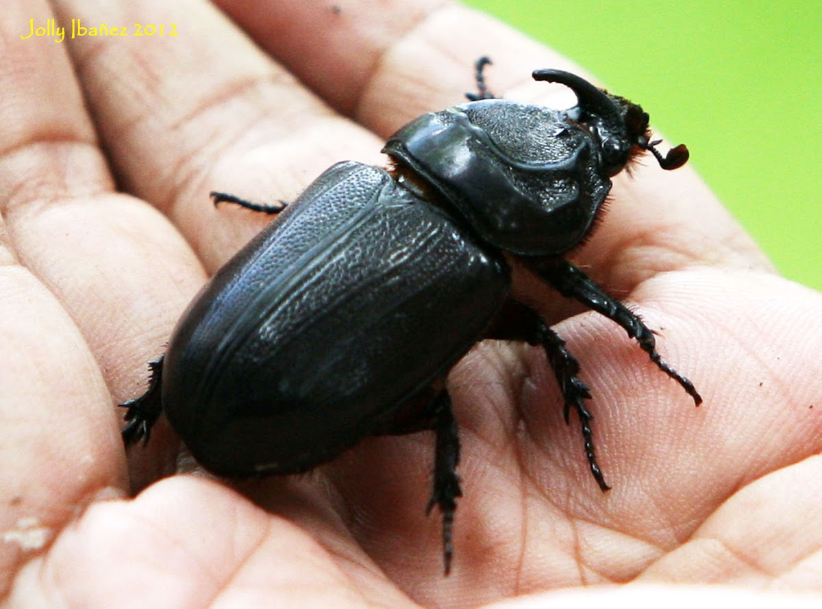 Coconut Rhinoceros Beetle (Male)