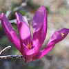 Saucer Magnolia or Tulip Tree