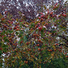 Crab apple tree