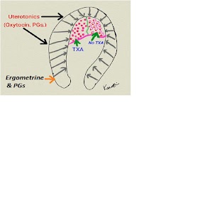 Free PPH Management APK
