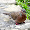 Spotted dove