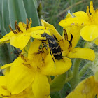 Lunate Blister Beetle