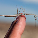 Colorado Short-horn Walkingstick (female)